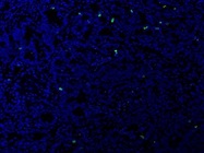 Antibody Stains Actively Proliferating Cells Well