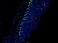 The Antibody Stains Ki67+ Cells Very Well