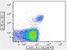 The Antibody Stains NKp46+ Cells Very Well