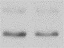 Good LC3B Antibody