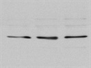 Good IGFBP3 Antibody