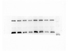 Great ELN Antibody