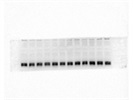 Great POSTN Antibody