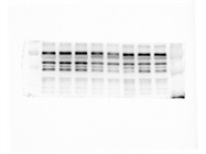 Great CYR61 Antibody