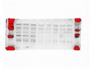 Great CCN3 Antibody