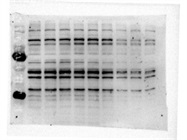 Great ATF6 Antibody