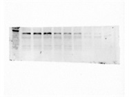 Great ATF4 Antibody