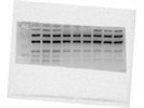 Great XBP-1 Antibody