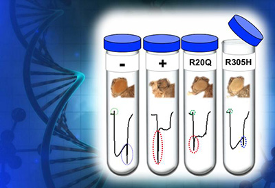 fruit fly screening tool