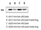 Great ME1 Antibody