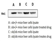 Great ME1 Antibody