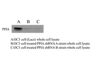 Great Cyclophilin A Antibody for Western Blot