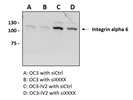 Integrin Alpha 6 Antibody for Western Blot