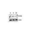 Great Occludin Western Blot Antibody