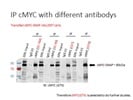 Good cMYC Antibody for Western Blotting