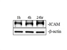 Great ICAM 1 Western Blot Antibody
