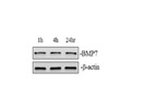 Great BMP7 Western Blot Antibody