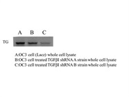Great TGFBI Antibody for Western Blot
