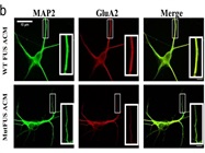Consistent Staining