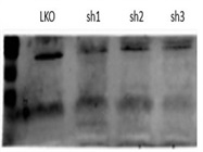 Great CD81 Antibody