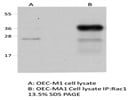 Good RhoGDI Antibody
