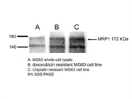 MRP1 Antibody for Western Blot