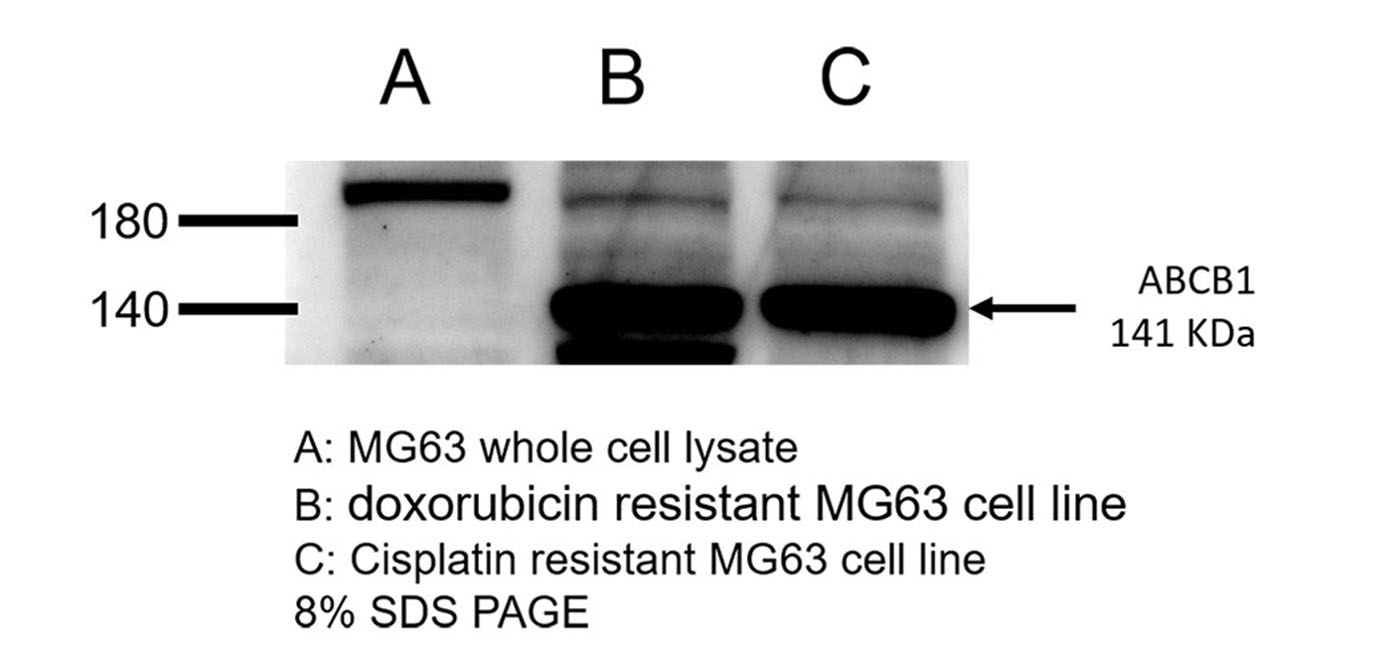 PGlycoprotein Antibody for Western Blot Antibody Review