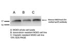 Histone H3K27me3 Antibody for Western Blot
