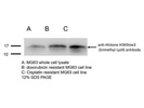 Histone H3K9me3 Antibody for Western Blot