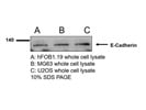 E-Cadherin Antibody for Western Blot