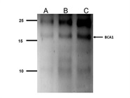 BCA Antibody for Western Blot