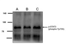 STAT3 (Phospho Tyr705) Antibody for Western Blot