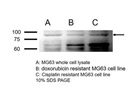EZH2 Antibody for Western Blot