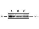 CXCL1 Antibody for Western Blot