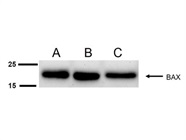 Good Bax Antibody for Western Blot