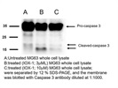 Great Caspase 3 Antibody for Western Blot