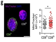 Great Reagent To Stain Mitochondria For Flow Analysis And Microscopy
