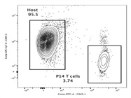 Anti Mouse CD45.1 Antibody