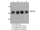 SMYD3 Antibody for Western Blot