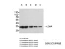 LDHA Western Blot Antibody