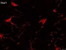 Great Iba1 Immunofluorescence Antibody