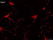 Great Iba1 Immunofluorescence Antibody
