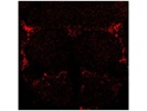 Great GABA Antibody for Drosophila Brain Immunohistochemistry