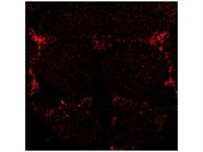 Great GABA Antibody for Drosophila Brain Immunohistochemistry