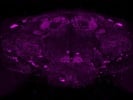 Great MAO B Antibody