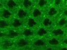Great EPRS Antibody
