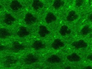 Great EPRS Antibody