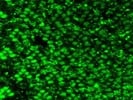 AIMP2 Immunofluorescence Antibody