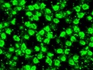 EEF1E1 Immunofluorescence Antibody