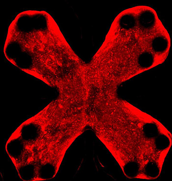 collagen from a healthy engineered lung tissue